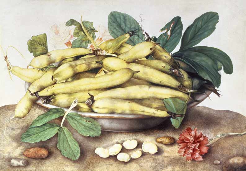 Still Life with Broad Bean Pods (w/c on parchment) de Giovanna Garzoni