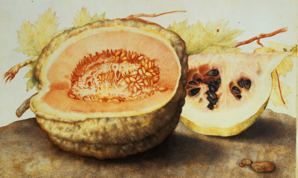 G.Garzoni, Melone und Granatapfel de Giovanna Garzoni