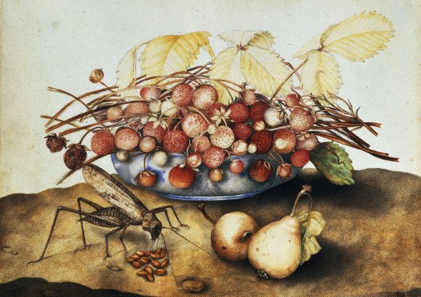 G.Garzoni, Schale mit Erdbeeren de Giovanna Garzoni