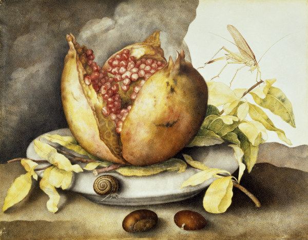 G.Garzoni, Teller mit Granatapfel de Giovanna Garzoni