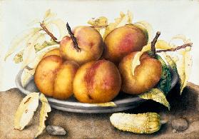 G.Garzoni / Plate of peaches.