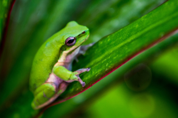 Australian Tropical Frog 3 de Giulio Catena