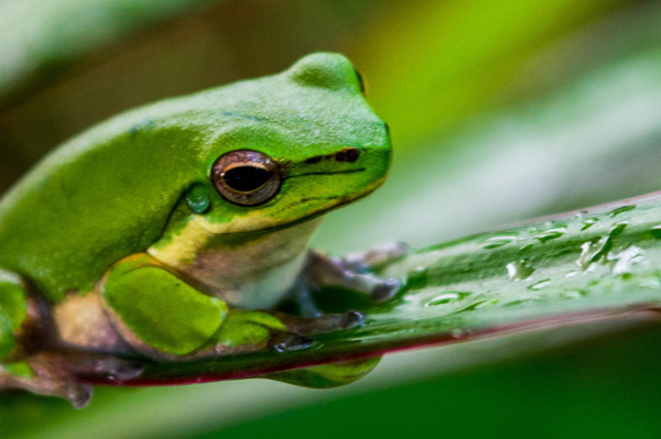 Australian Tropical Frog 1 de Giulio Catena