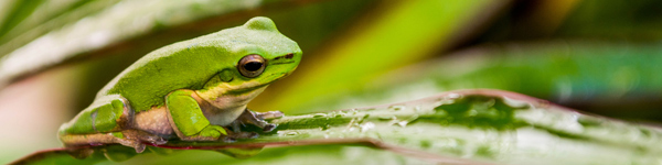 Giulio Catena - Australian Tropical Frog 2