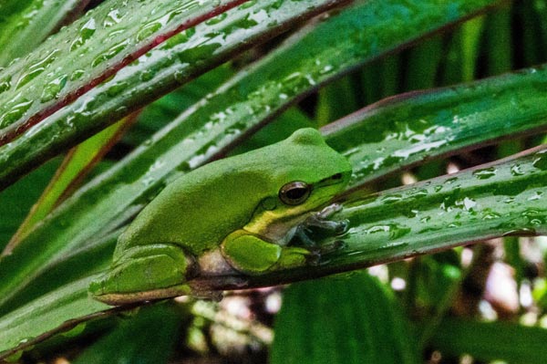 Australian Tropical Frog 4 de Giulio Catena