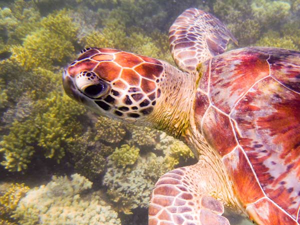 Australian Tropical Reef Turtle 1 de Giulio Catena