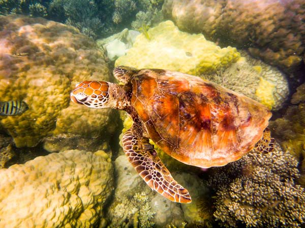 Australian Tropical Reef Turtle 2 de Giulio Catena