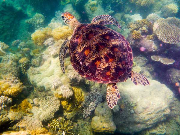 Australian Tropical Reef Turtle 4 de Giulio Catena