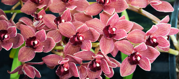 Orchid 10 de Giulio Catena