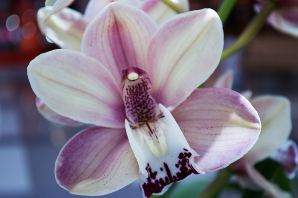 Orchid 15 de Giulio Catena