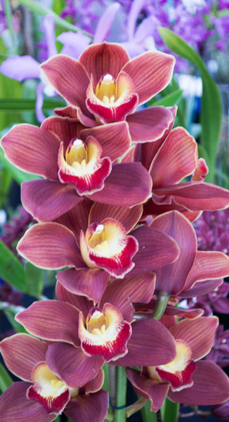 Orchid 2 de Giulio Catena