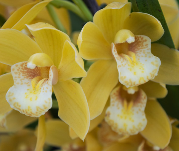 Orchid 6 de Giulio Catena