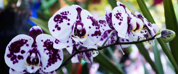 Orchid 8 de Giulio Catena