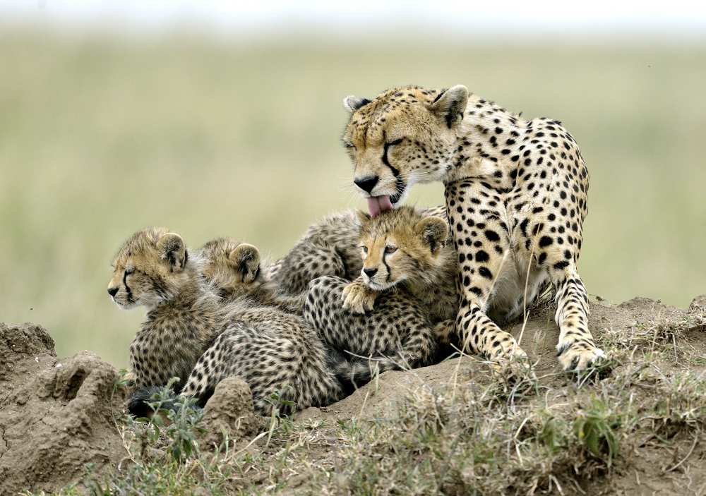 Cheetahs de Giuseppe D 'Amico