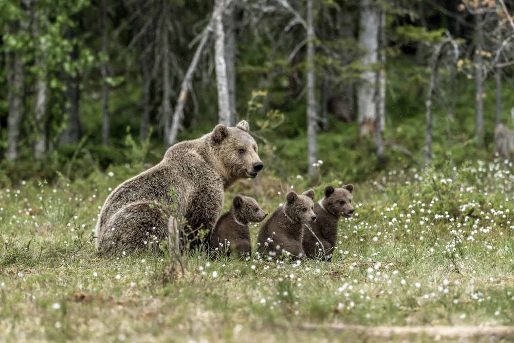 Family bears de Giuseppe DAmico