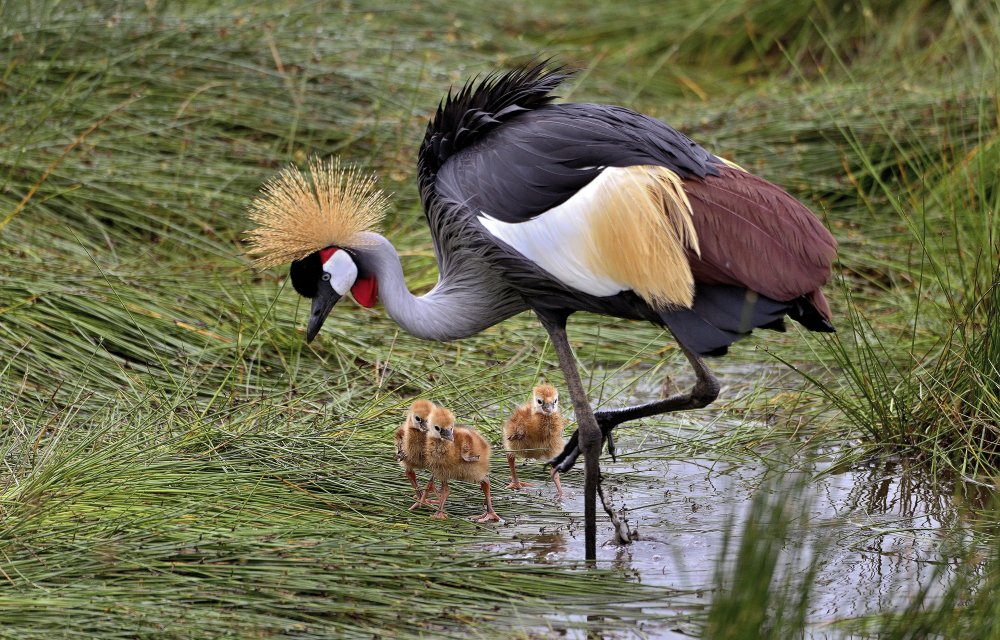 Crowned crane and its little ones de Giuseppe DAmico
