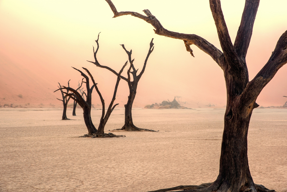 Fog and trees in the desert de Giuseppe DAmico