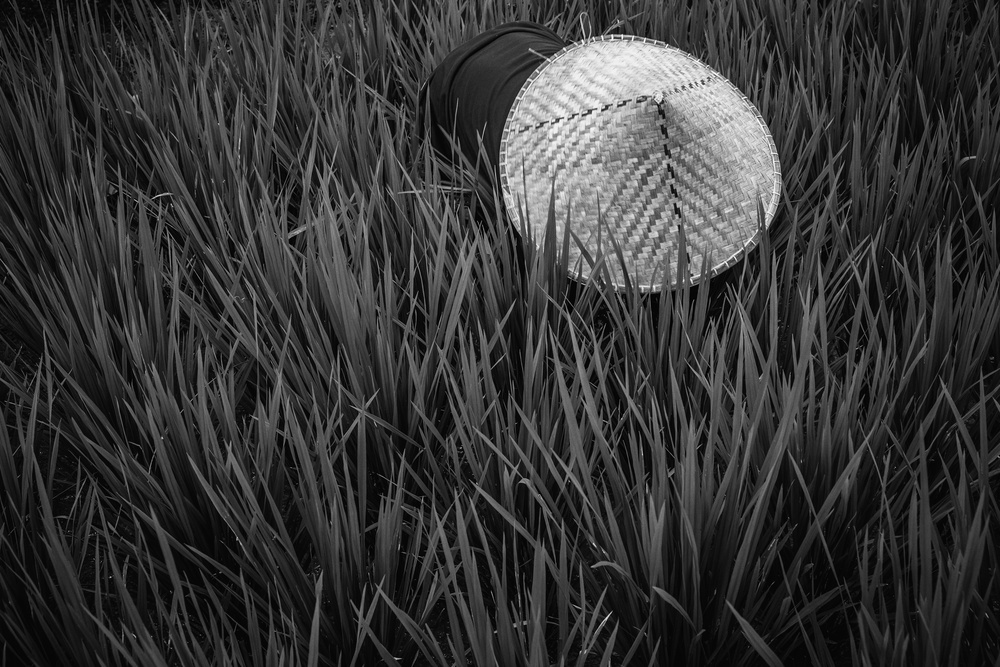 rice fields in bw de Gloria Salgado Gispert