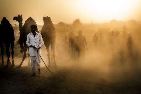 Mercato dei cammelli a Pushkar