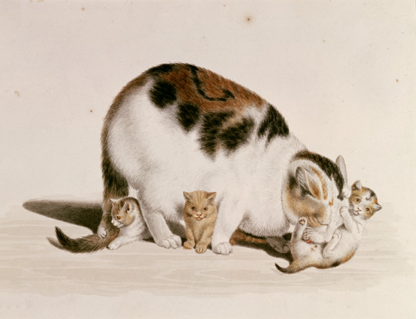 Cat with three boys de Gottfried Mind