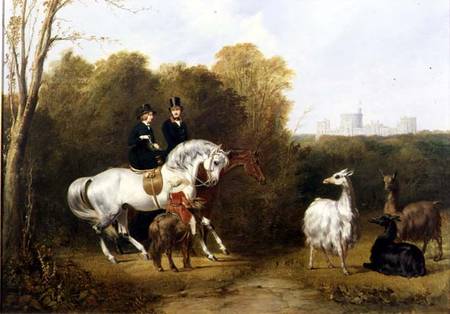 Queen Victoria (1819-1901) and Prince Albert (1819-61) Viewing the Llamas in the House Park, Windsor de Gourlay Steell