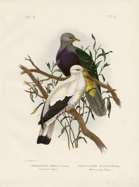 Allied Fruit Pigeon Or Wompoo Fruit-Dove de Gracius Broinowski