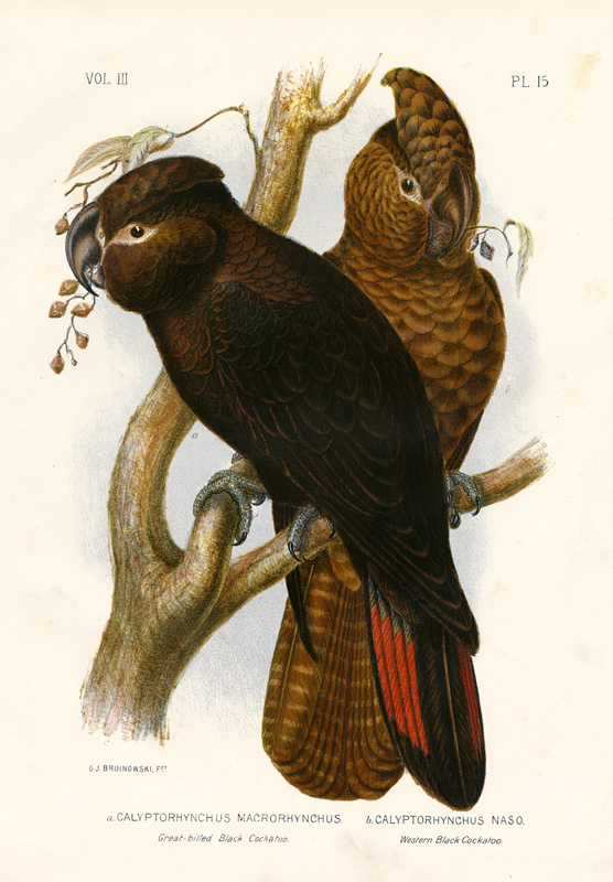 Great-Billed Black Cockatoo de Gracius Broinowski
