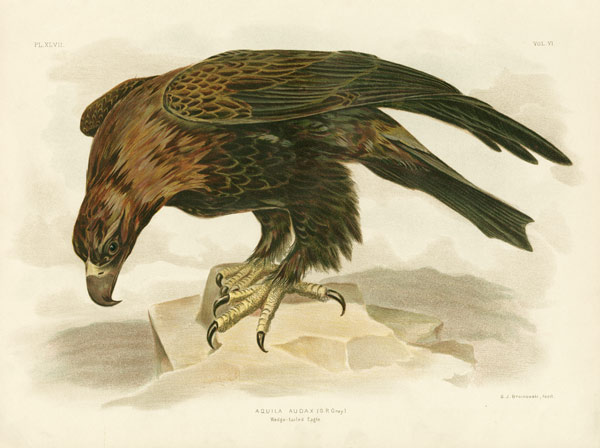Wedge-Tailed Eagle de Gracius Broinowski