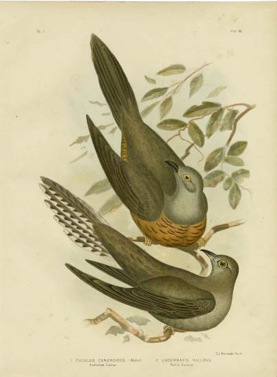 Australian Cuckoo de Gracius Broinowski