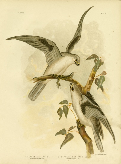 Black-Shouldered Kite de Gracius Broinowski
