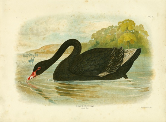 Black Swan de Gracius Broinowski