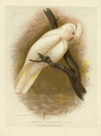 Blood-Stained Cockatoo de Gracius Broinowski