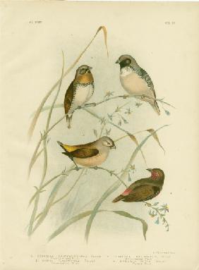 Chestnut-Breasted Finch