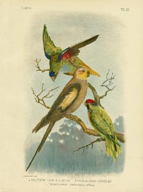Cockatoo Parakeet Or Cockatiel