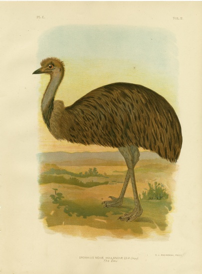 Emu de Gracius Broinowski