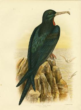 Frigate Bird