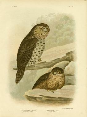 Great Owl Of The Brushes Or Powerful Owl