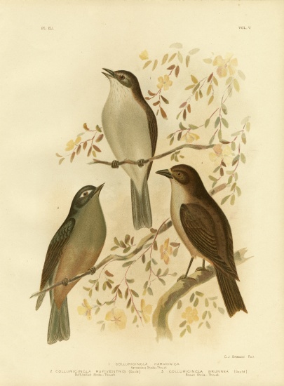 Harmonious Shrike-Thrush Or Grey Shrike-Thrush de Gracius Broinowski