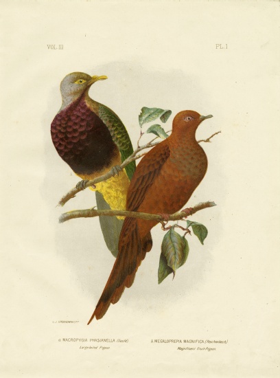 Large-Tailed Pigeon Or Brown Pigeon Or Brown Cuckoo-Dove de Gracius Broinowski