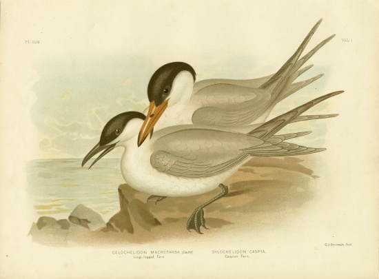 Long-Legged Tern de Gracius Broinowski