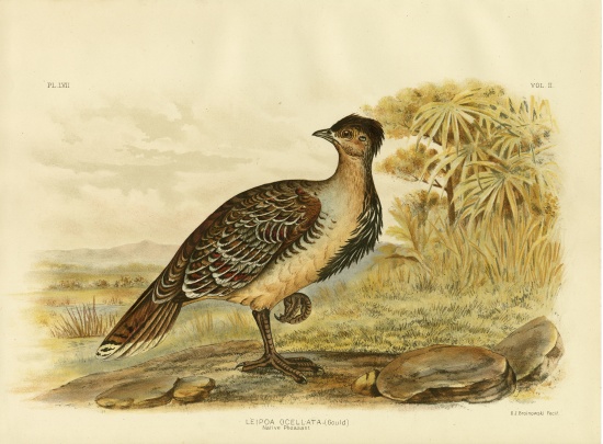 Native Pheasant Or Malleefowl de Gracius Broinowski