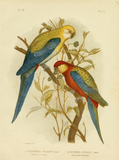 Pale-Headed Parakeet Or Pale-Headed Rosella de Gracius Broinowski