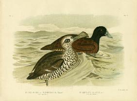 Pink-Eyed Duck