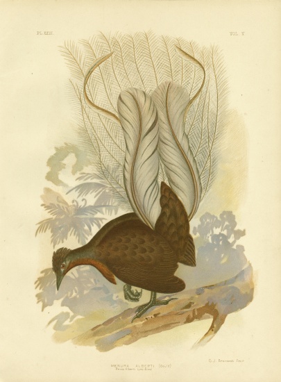 Prince Albert'S Lyrebird de Gracius Broinowski