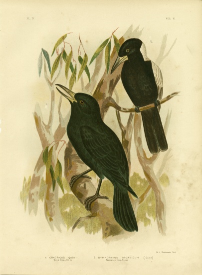 Quoy'S Crow-Shrike Or Black Butcherbird de Gracius Broinowski