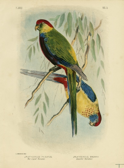 Red-Capped Parakeet de Gracius Broinowski