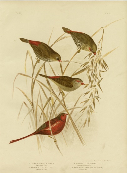 Red-Eared Finch de Gracius Broinowski