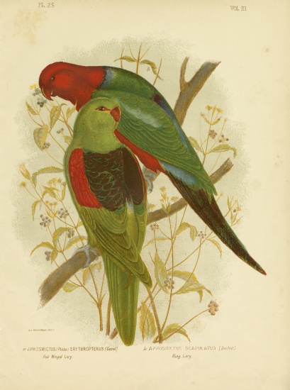 Red-Winged Lori Or Red-Winged Parrot de Gracius Broinowski