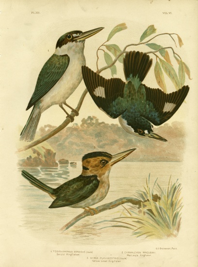 Sardid Kingfisher de Gracius Broinowski