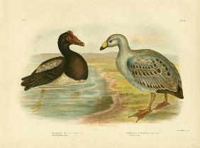 Semipalmated Goose Or Magpie Goose